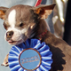 Illustration for article titled 10 Years Of The Worlds Ugliest Dogs
